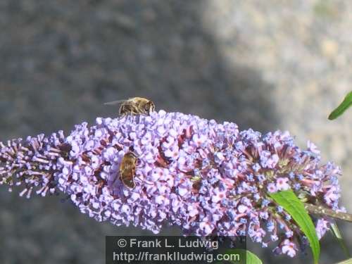 Bumblebees